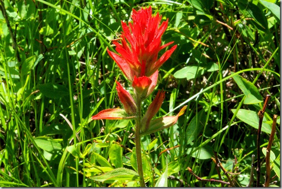 Indian Paintbrush, String Lake Trail, Grand Teton National Park