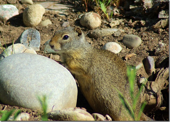 Uinta ground squirrel in the Gros Ventre Campground in Grand Teton National Park, Wyoming