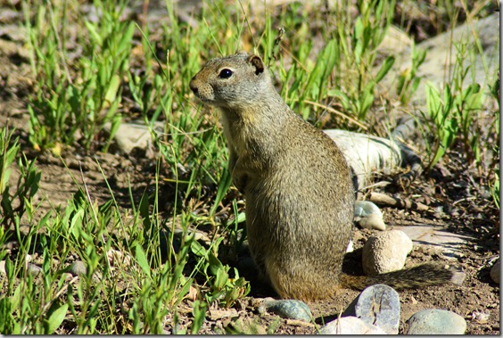 Uinta ground squirrel in the Gros Ventre Campground in Grand Teton National Park, Wyoming