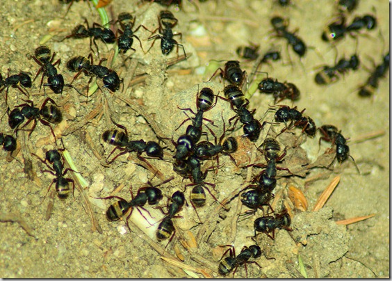 Ants on the trail above Hidden Falls and past Inspiration Point, Grand Teton National Park, Wyoming