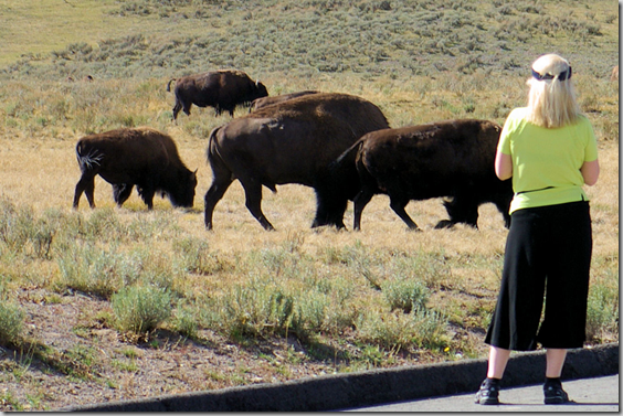 Way too close, buffalo, Yellowstone National Park