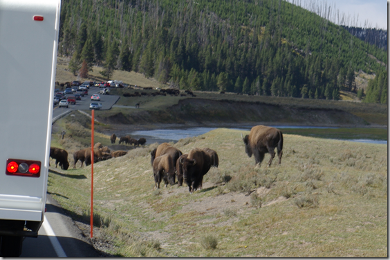 Buffalo traffic jam in Hayden Valley, Yellowstone National Park