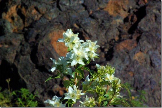 wildflowers at Craters of the Moon