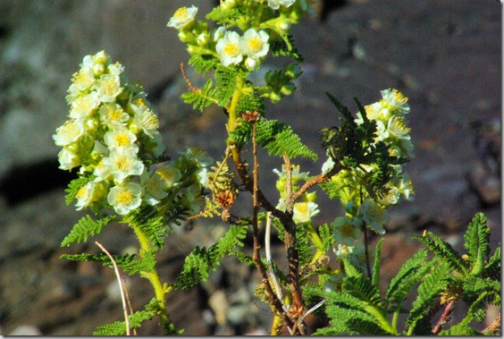 wildflowers at Craters of the Moon