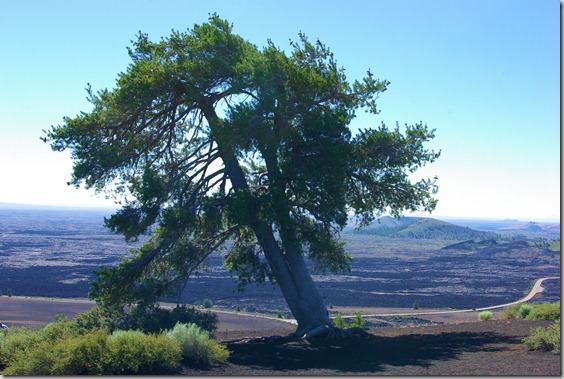 Lone pine at the top of a cinder cone in Craters of the Moon National Monument in Idaho
