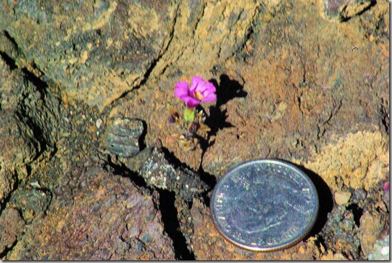 dwarf monkey flower at Craters of the Moon in Idaho