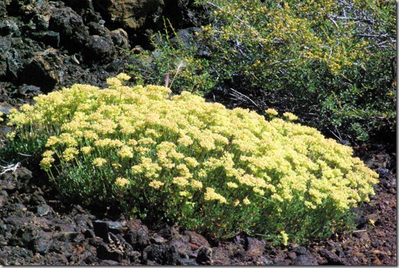 wildflowers at Craters of the Moon