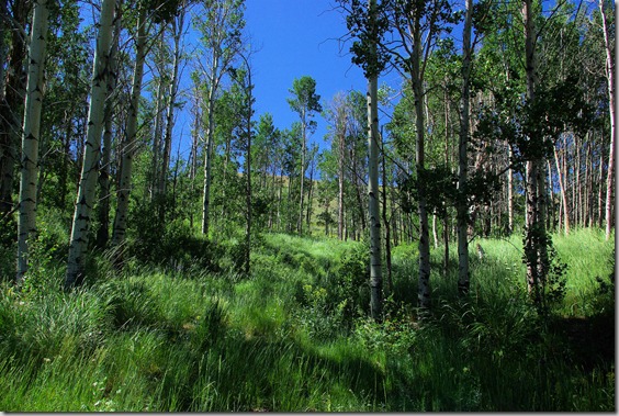 Antelope Valley to Antelope Pass – -July 25, 2010, Idaho, There were several aspen groves along the way