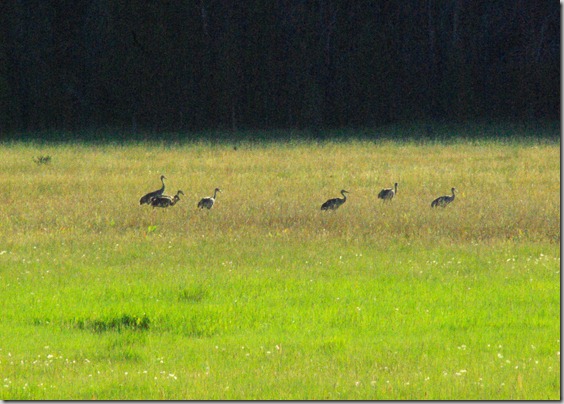 Sandhill Cranes west of Stanley, Idaho