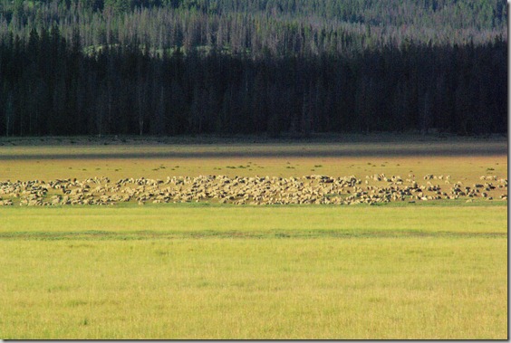 Sheep herd in Idaho mountains