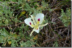 Sego Lily, Calochortus nuttallii, the state flower of Utah.
