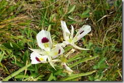 Sego Lily, Calochortus nuttallii, the state flower of Utah.