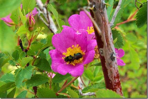 Insect getting nectar from wild rose.