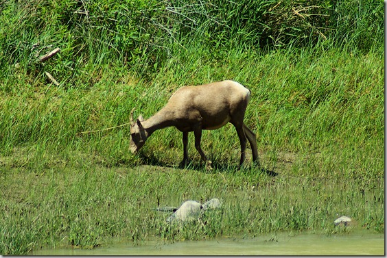 Bighorn sheep A\along the Salmon River, Idaho