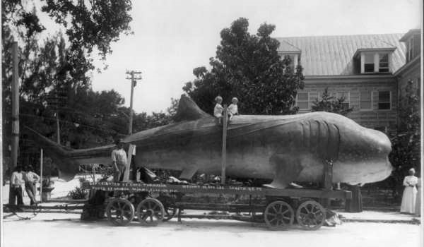 45 ft long shark (whale?) on trailer; 2 children on its back