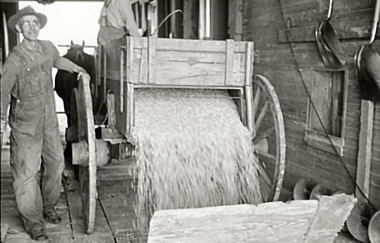Corn being dumped into shaft of grain elevator, near Gibson City, Illinois - Carl Mydans, May 1936; Lib. of Congress—Farm Security Administration - Office of War Information Collection