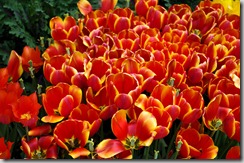 2011 03 13 004ed