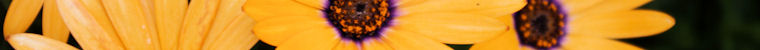 Post image for Dallas Arboretum and Botanical Gardens 01