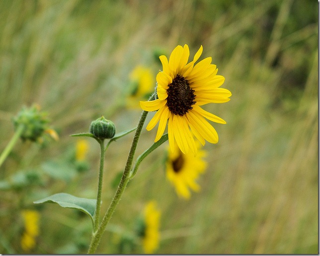 Sunflowers at The Vore Buffalo Jump archeological site Sunflowers at The Vore Buffalo Jump archeological site