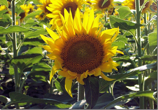 Sunflowers in field across from Frontier Park, Hays, Kansas, 8-21-2004