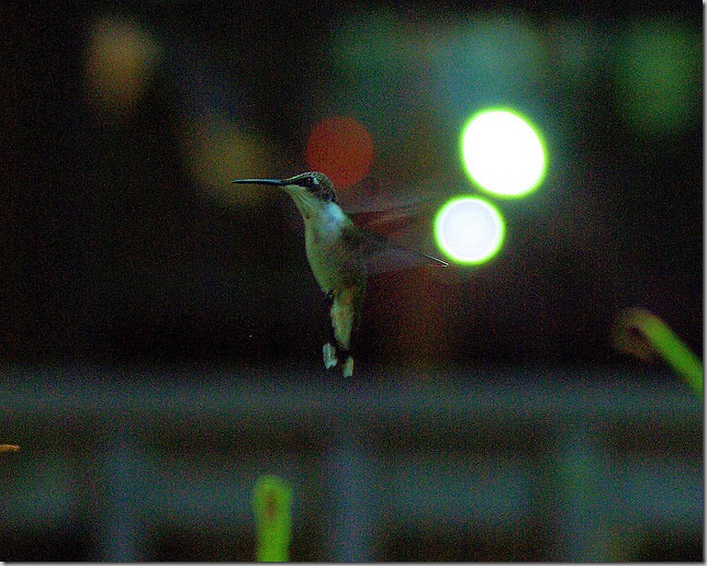 hummingbird, August 1, 2008