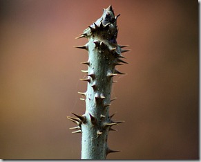 devils walking stick, petit jean state park, arkansas