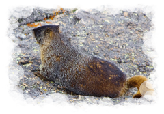 marmot