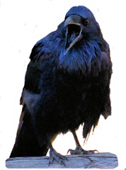 rant_raven