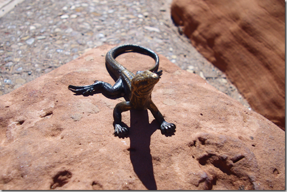Whiptail lizard - Arches National Park Desert Animal Series by Matthew Gray Palmer Whiptail lizard - Arches National Park Desert Animal Series by Matthew Gray Palmer