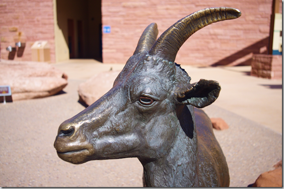 Big horn sheep ewe - - Arches National Park Desert Animal Series by Matthew Gray Palmer Big horn sheep ewe - - Arches National Park Desert Animal Series by Matthew Gray Palmer