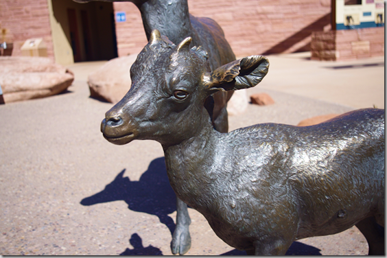 Big horn sheep lamb - Arches National Park Desert Animal Series by Matthew Gray Palmer Big horn sheep lamb - Arches National Park Desert Animal Series by Matthew Gray Palmer