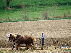 Amish working the field in Pennsylvania, late 20th century