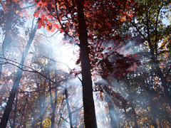 Arkansas - suntreehaze