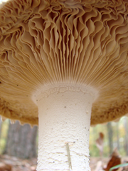 In the Land of Giant Mushrooms