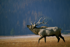 Bull Elk Bugling, Arkansas