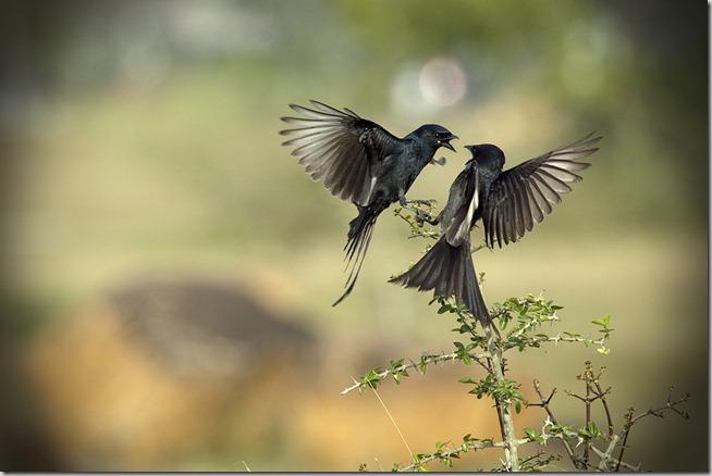 ♥ The Drongo Love ♥ Happy Valentine's Day ♥ by VinothChandar