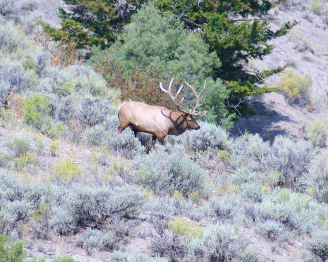 Bull elk on hill above Gardiner River north of Mammoth Hot Springs,Yellowstone National Park, Wyoming, September 13, 2007