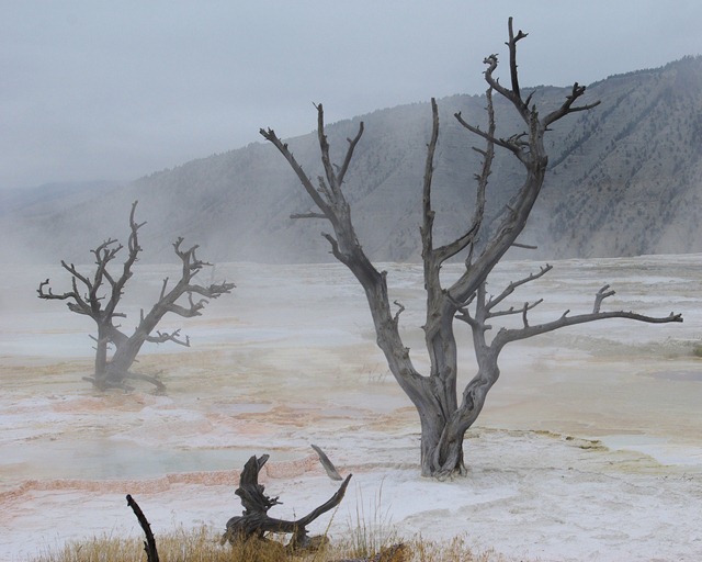 Canary Spring, Mammoth Hot Springs, Yellowstone National Park, Wyoming, September 13, 2007