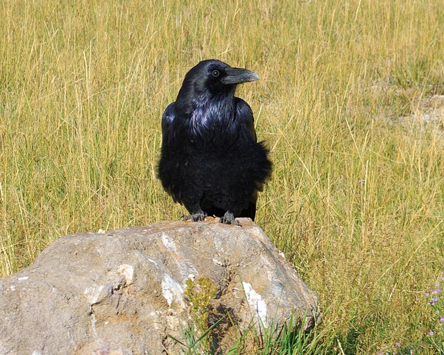 Raven, Yellowstone National Park, Wyoming, September 12, 2007