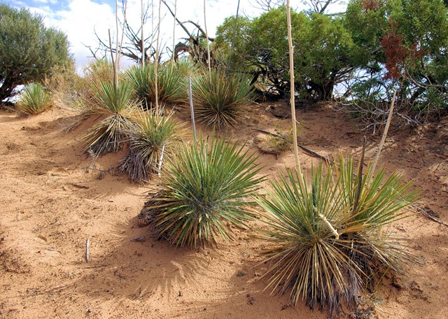 Yucca, Canyonlands National Park, September 23, 2007
