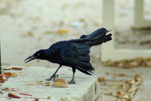 Grackle, Fair Park, Dallas, Texas, March 18, 2007