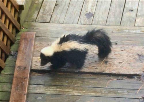 skunk in our yard skunk in our yard