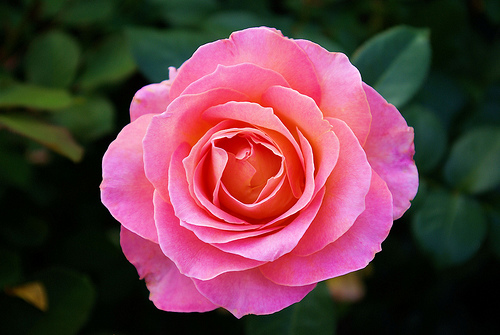 a-rose