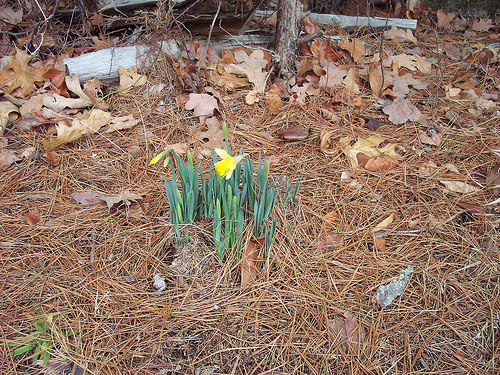 signs_of_spring