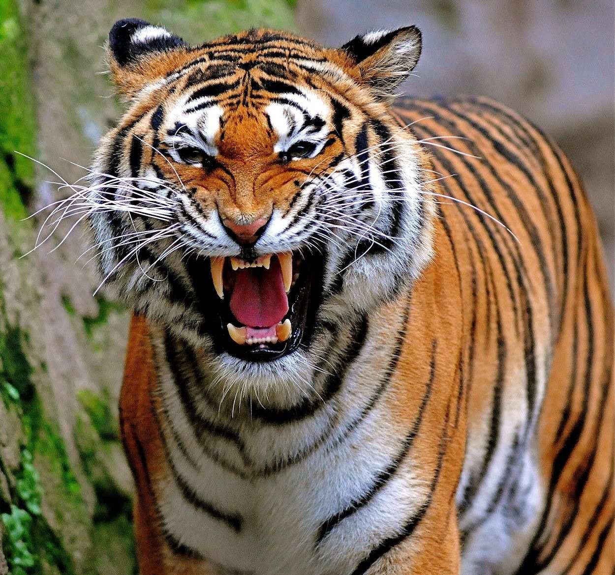 Bengal Tiger Growling