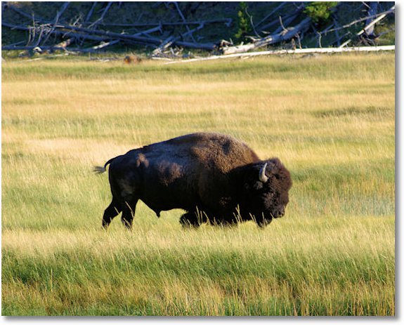 American Buffalo