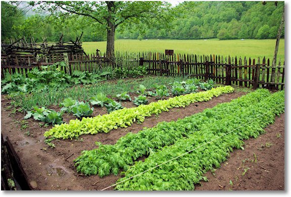 Garden at Mountain Farm Museum