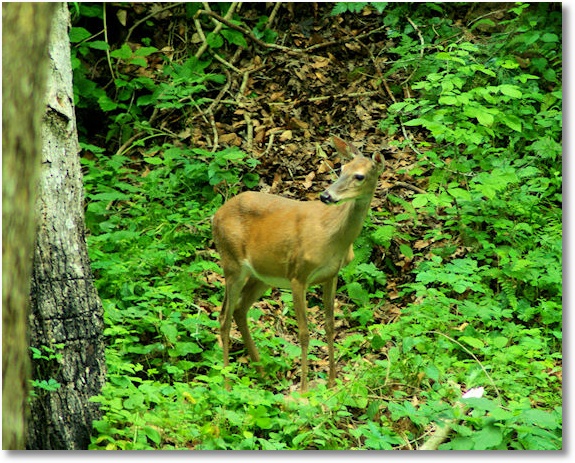Mammoth Cave Whitetail