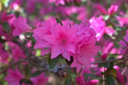 Spring in Arkansas–(new video).