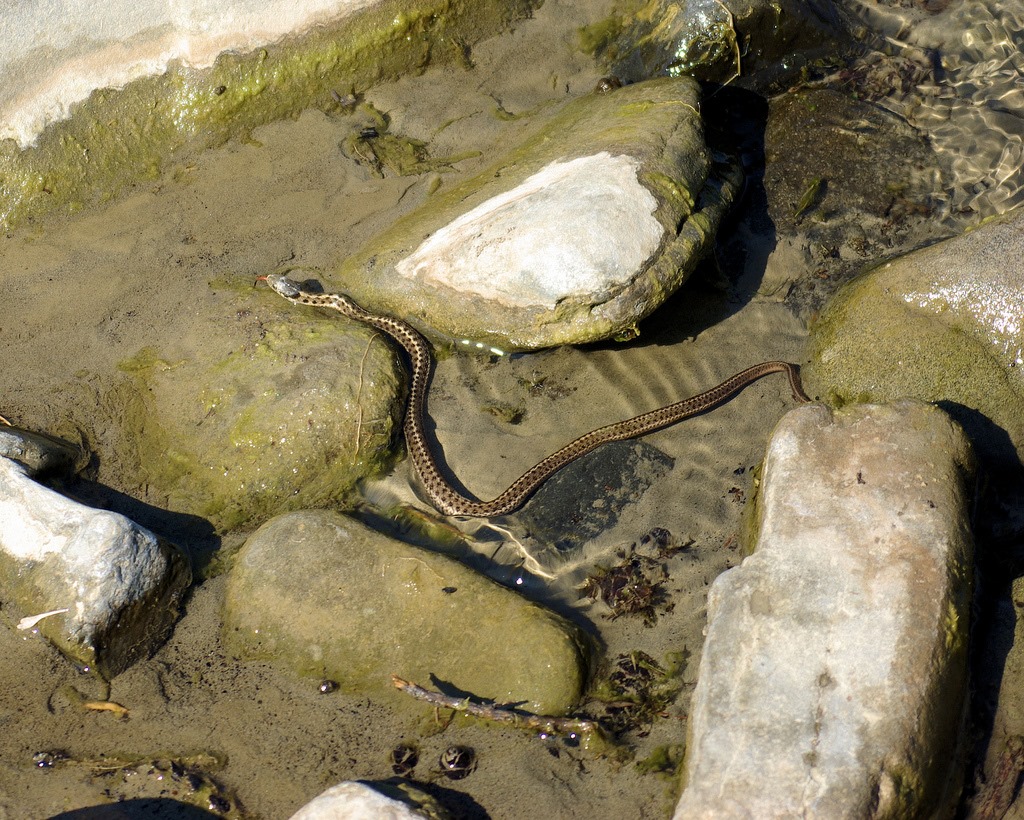 Wandering Garter Snake